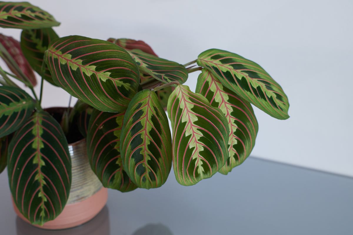  Maranta leuconeura - Pfeilwurz - AdobeStock_388031135