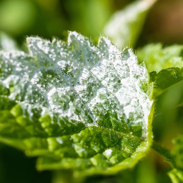 Echter Mehltau (Foto via Pixabay)