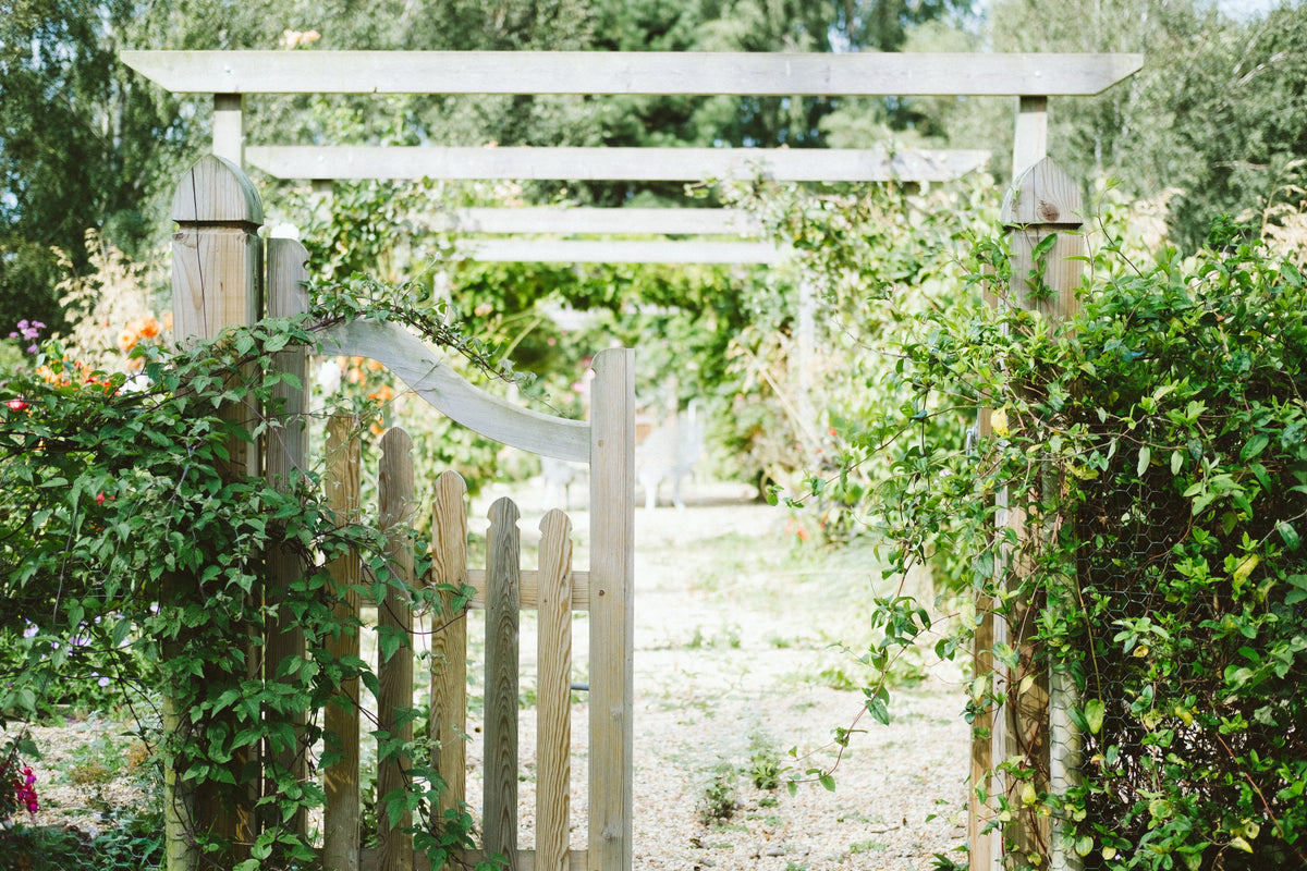 Standort für Gartenpflanzen  | Plantsome | Foto von Peter Mason via Unsplash