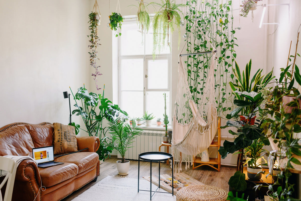 Pflanzen für die Fensterbank – Plantsome