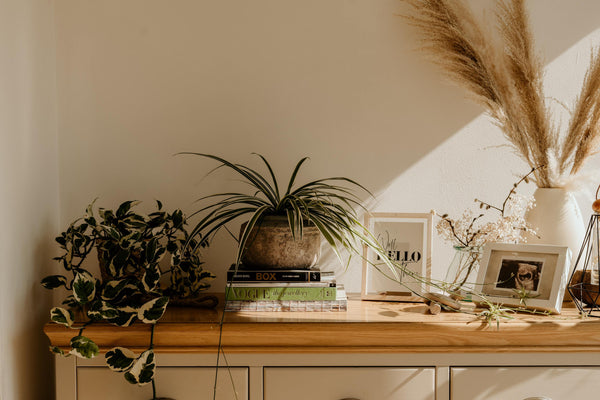 Pampasgras als Dekoration (Foto via Unsplash)