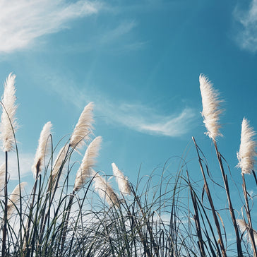 Cortaderia (Pampasgras) schneiden (Foto von Unsplash)