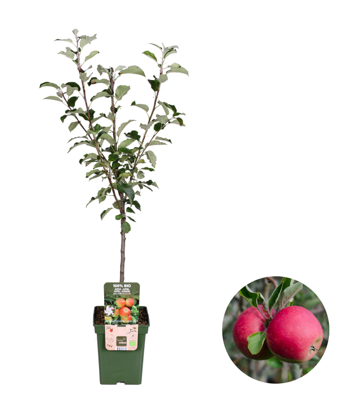 Mini-Obstgarten inspiratie 8