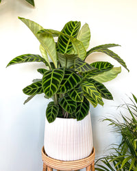 inspiratie-1