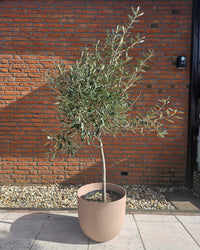 inspiratie-3