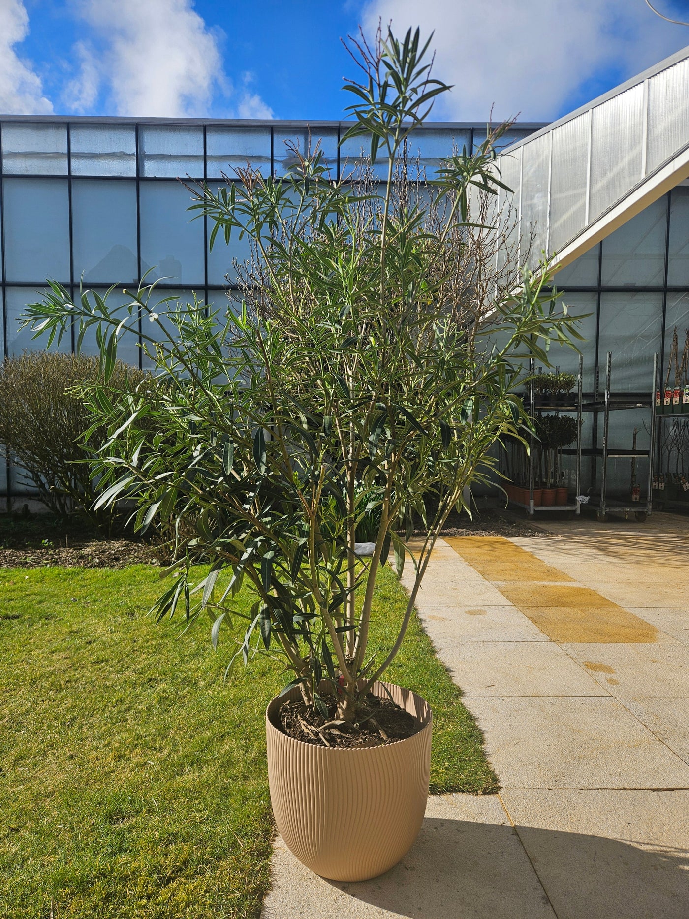 Oleander (Nerium Oleander) (XL) - Rosa inspiratie 2