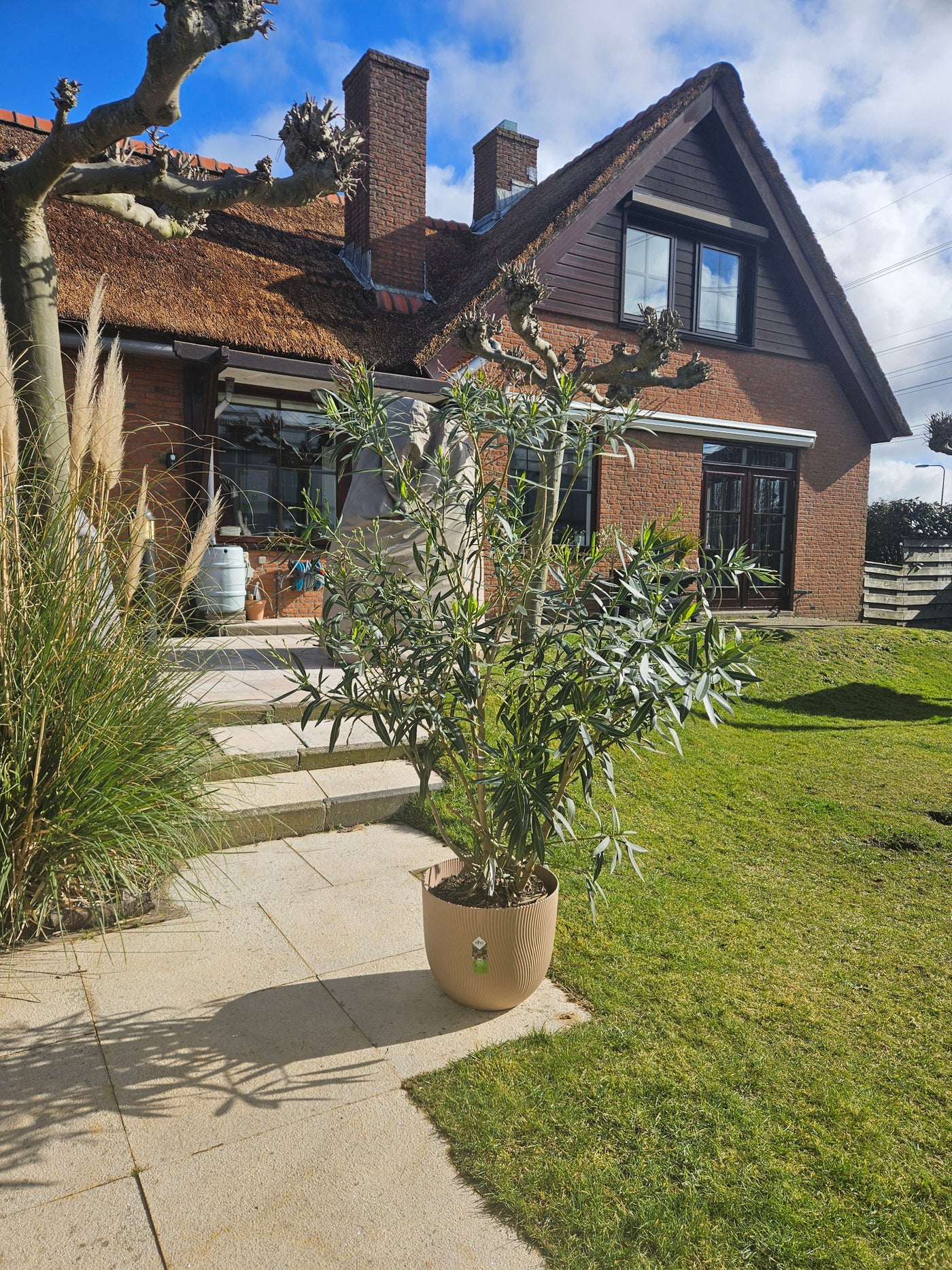Oleander (Nerium Oleander) (XL) - Rosa inspiratie 3