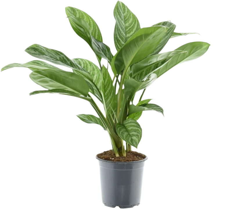 Aglaonema stripes (Kolbenfaden) P21