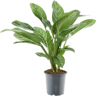 Aglaonema stripes (Kolbenfaden) P21
