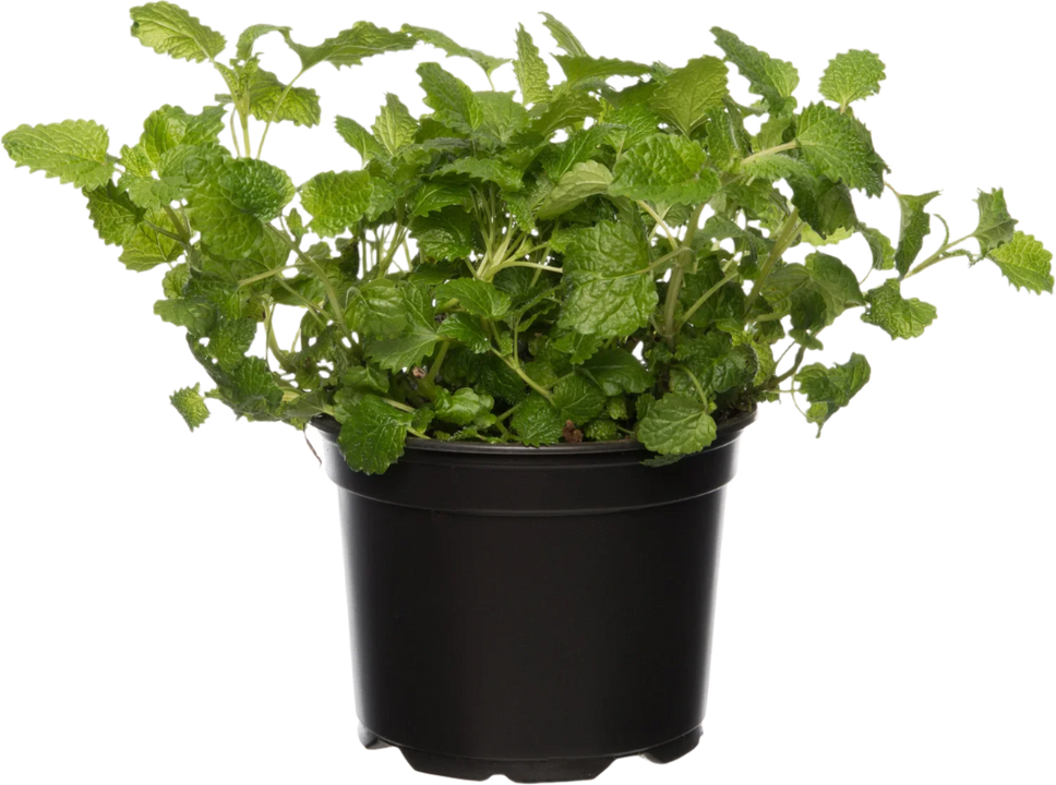 Zitronenmelisse (Melissa officinalis)