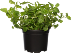 Zitronenmelisse (Melissa officinalis)