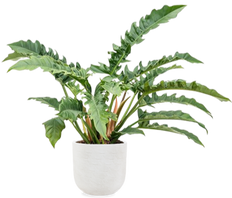 Verpflegung Philodendron (Baumfreund) | Plantsome