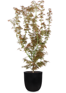 Japanischer Fächerahorn (Acer palmatum Jerre Schwartz) (XL)