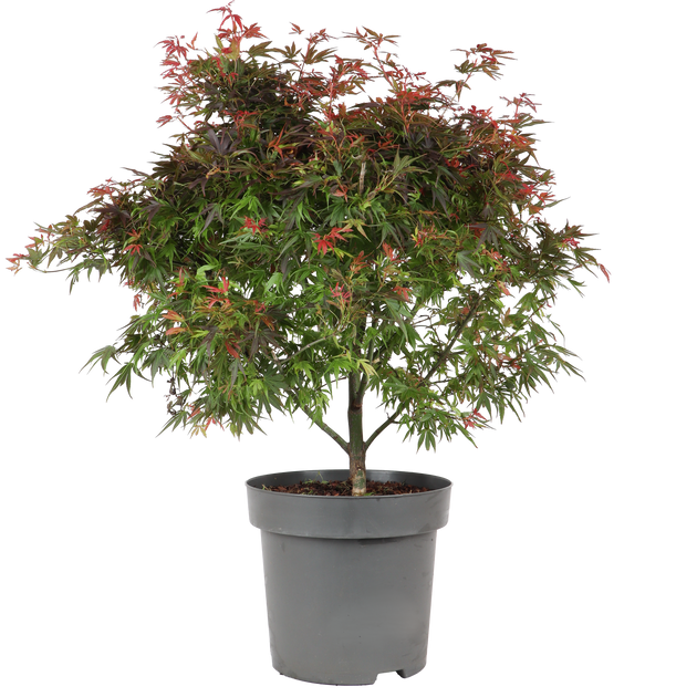 fächerahorn zimmerpflanze Acer Palmatum Rot (Japanischer Fächerahorn) XL 150cm kaufen