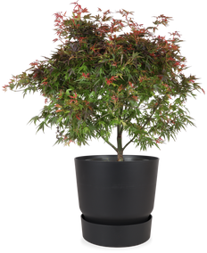 Acer palmatum (Japanischer Fächerahorn) (XL)