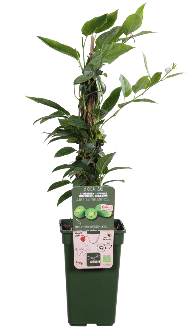 Kiwibeere (Actinidia issai) kaufen