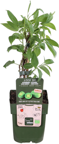 Kiwibeere (Actinidia issai) S