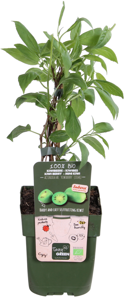 Kiwibeere (Actinidia issai) kaufen Plantsome
