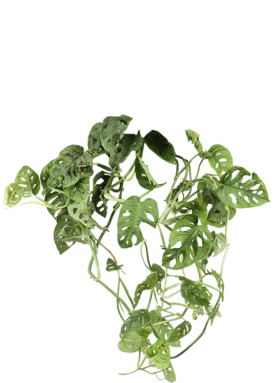 philodendron bicolor Philodendron bicolor — Ecuagenera Orquídeas del Ecuador main image 1
