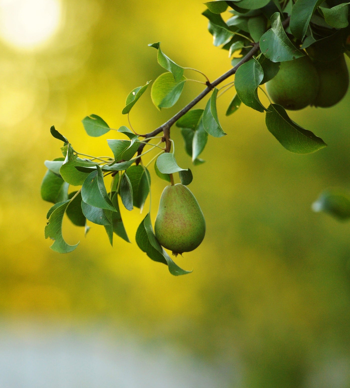 Mini-Obstgarten inspiratie 3