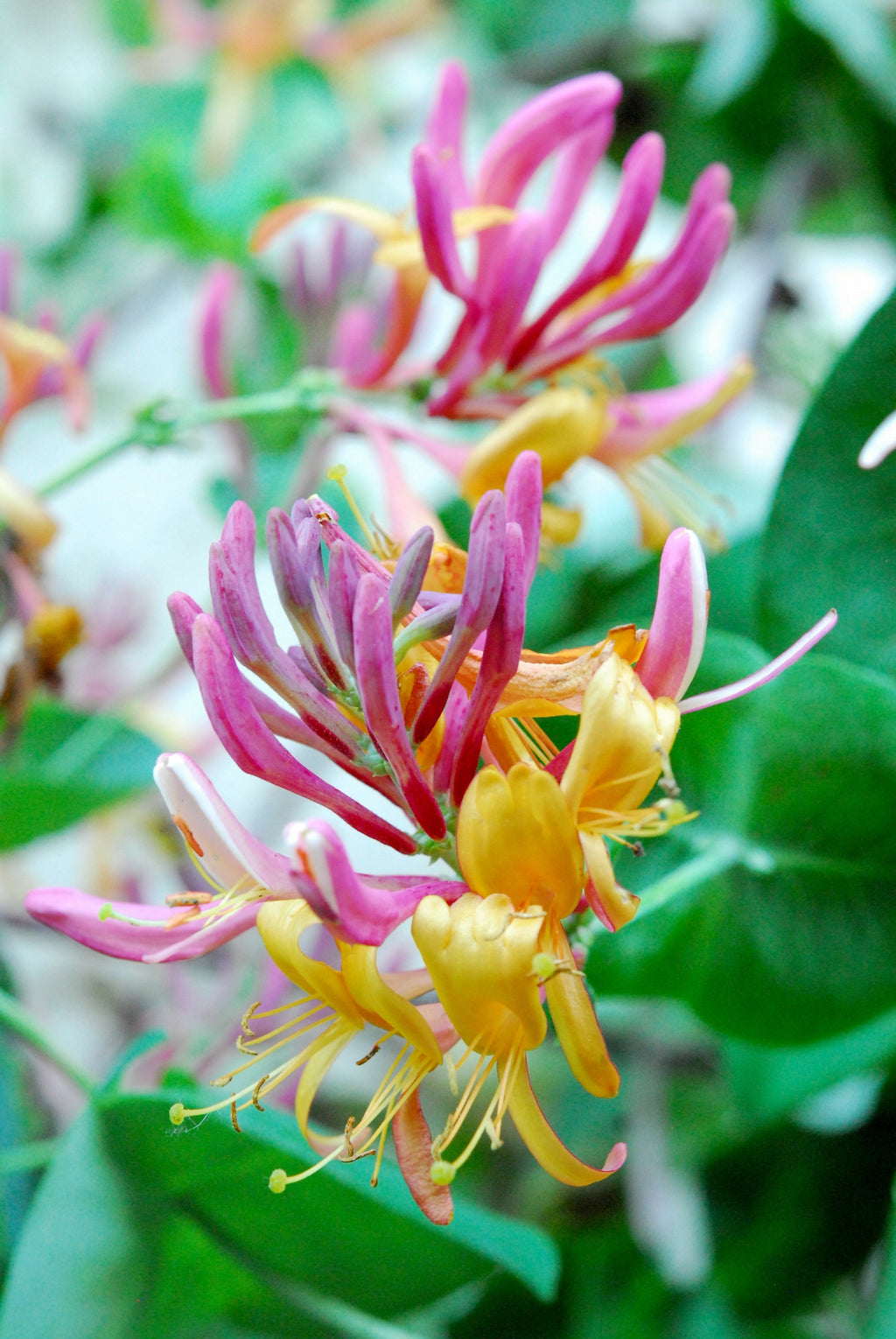 Lonicera heckrottii 'Goldflame' kaufen | Schnelle Lieferung nach Hause