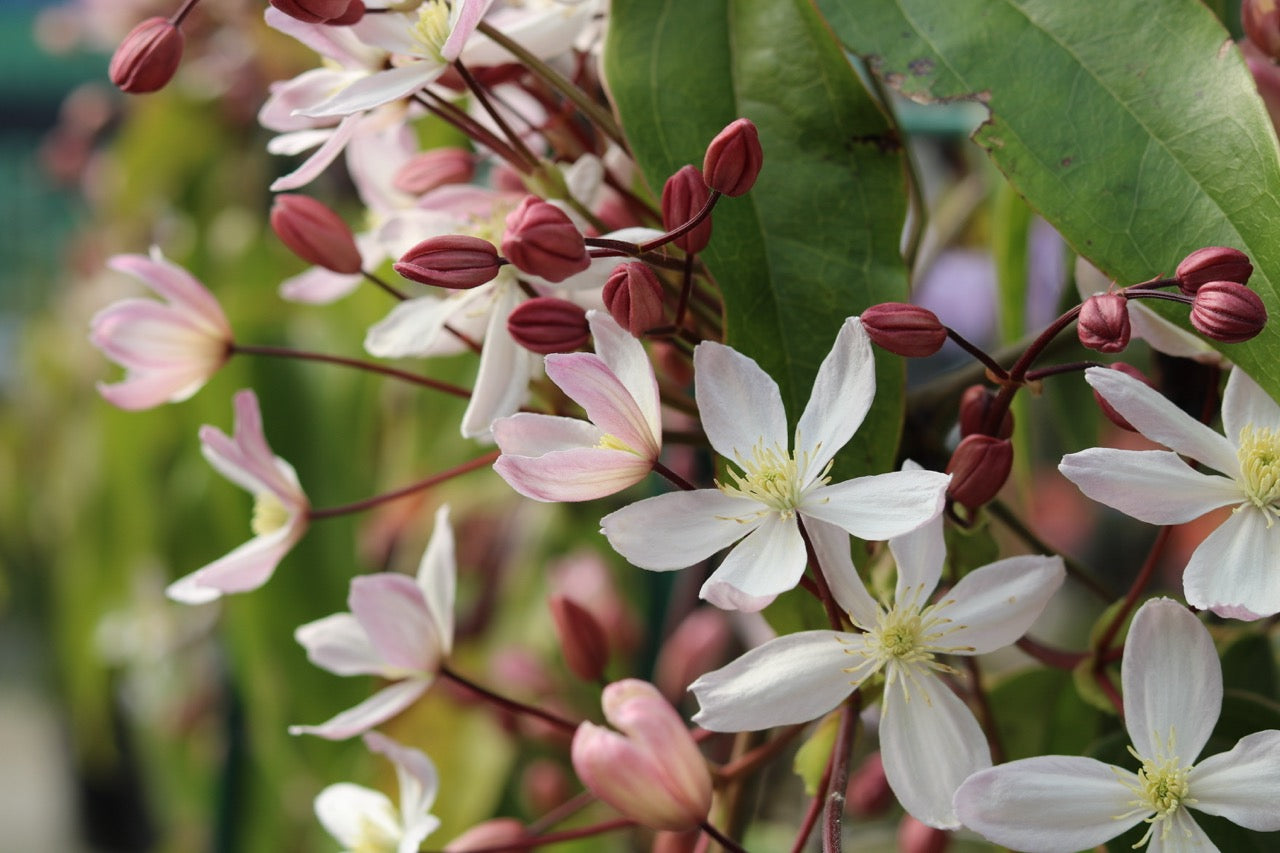 Clematis armandii "apple blossom" (Immergrüne Waldrebe) (M) inspiratie 1