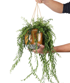 Aeschynanthus Japhrolepis (Schamblume) (M)