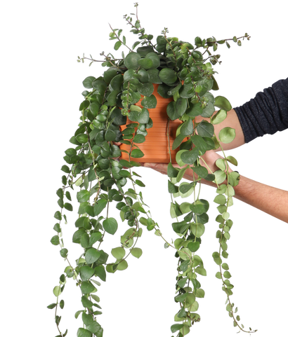 Aeschynanthus Pink Polka (Schamblume) (M)