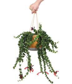 Aeschynanthus Rasta  (Schamblume) (M)