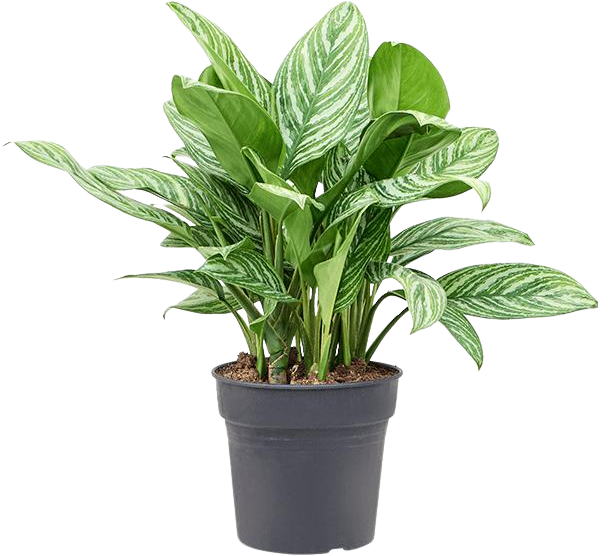 Aglaonema stripes (Kolbenfaden) kaufen