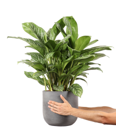 Aglaonema stripes (Kolbenfaden)