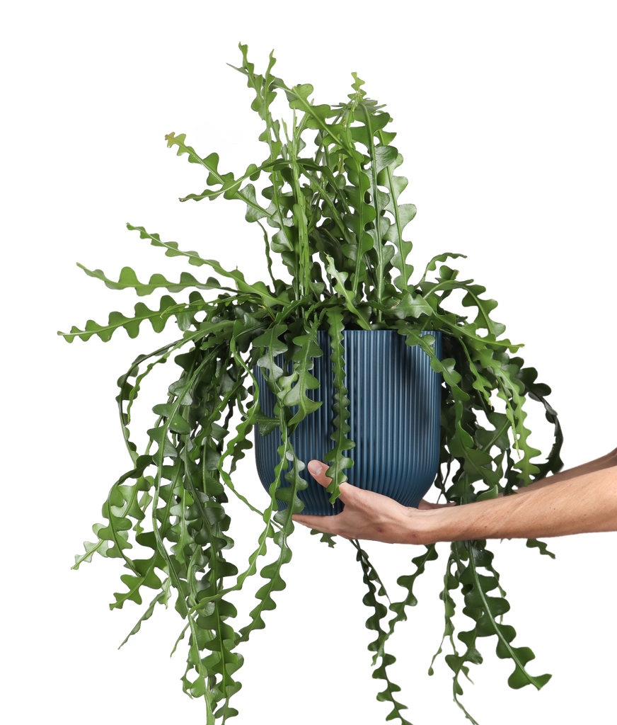 Ephiphyllum anguliger (Sägeblattkaktus) Plantsome