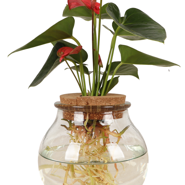 anthurie im wasser düngen Anthurium in Wasser