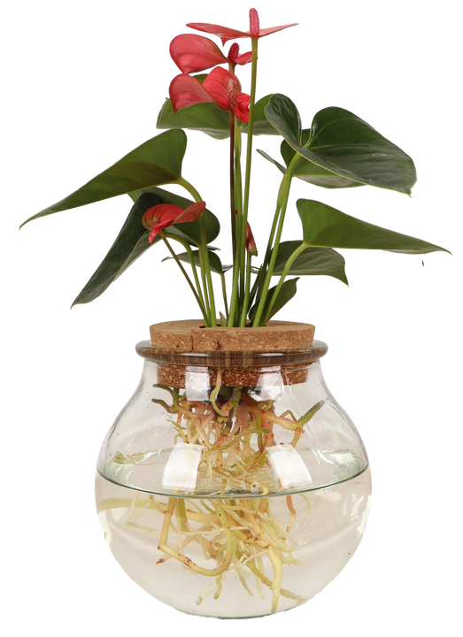 Anthurium in Wasser