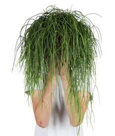 Rhipsalis baccifera (Korallenkaktus) (M)