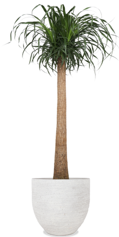 Beaucarnea recurvata (Elefantenfuß) (XL)