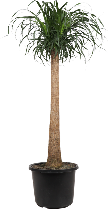 Beaucarnea recurvata (Elefantenfuß) (XL)