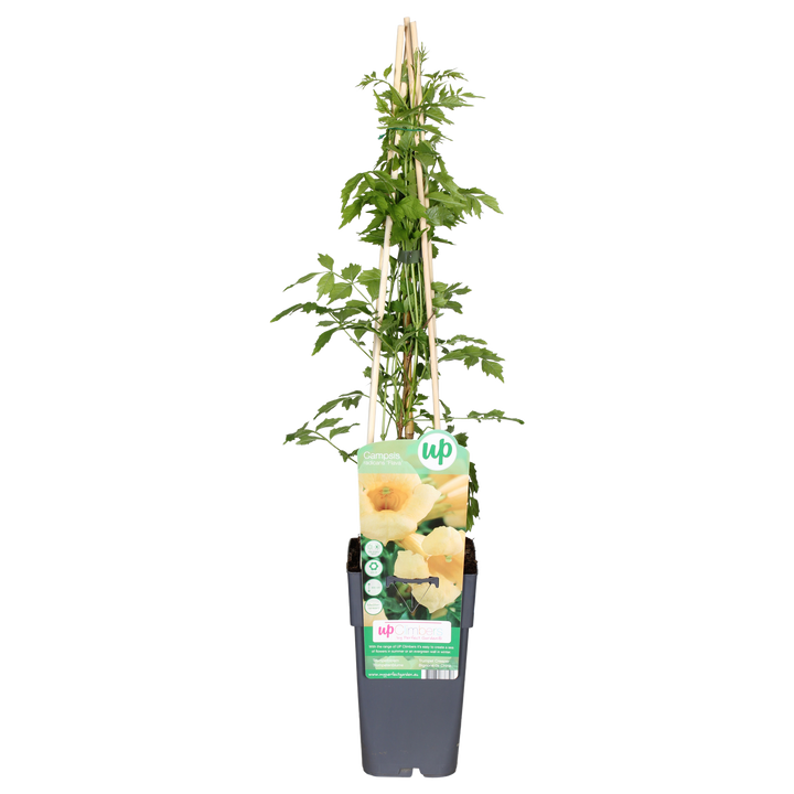 Campsis radicans Flava (Trompetenblume) (M)