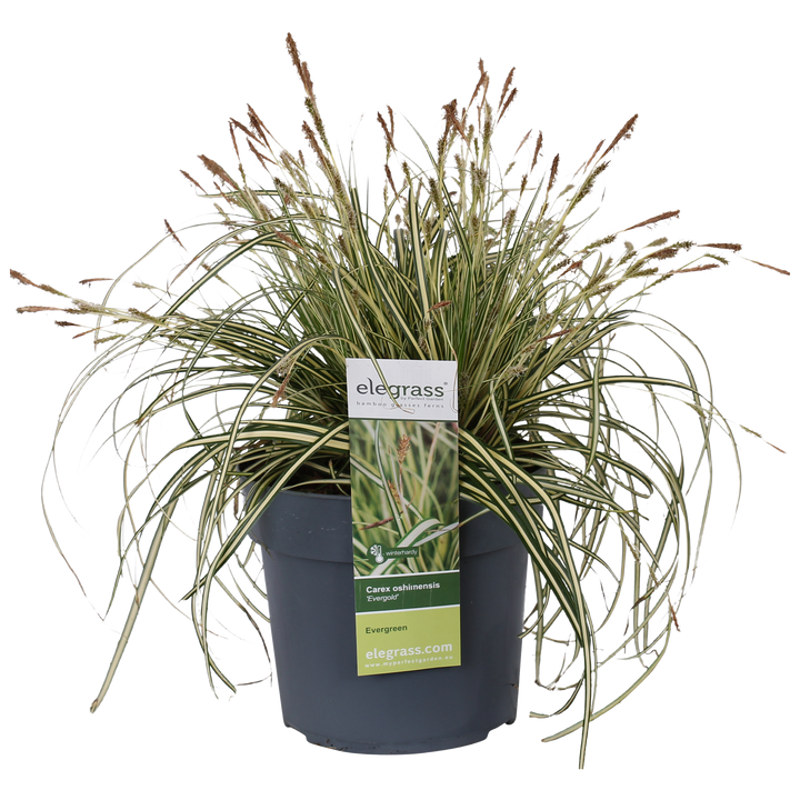 Carex hachijoensis "evergold" (Segge) (M)