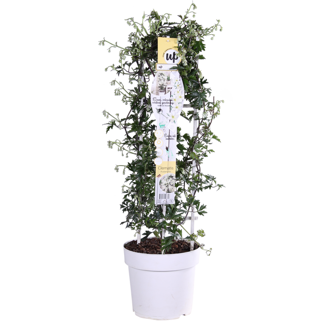 Waldrebe (Clematis cartmanii 'Avalanche') kaufen | Schnelle Lieferung nach  Hause