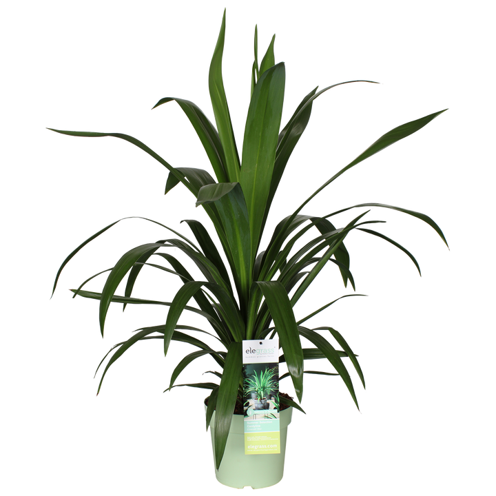 Cordyline australis 'Emerald Star' (Kohlbaum) (M)