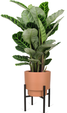 Calathea zebrina (Korbmarante) (M)