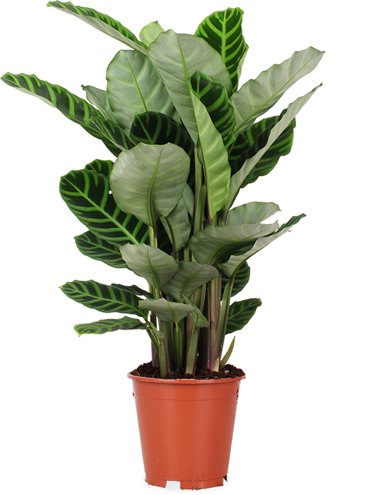 Calathea zebrina (Korbmarante) (M)