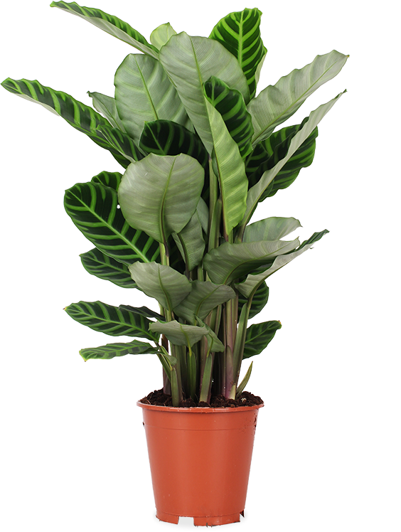 Calathea zebrina (Korbmarante) kaufen? | Olivia