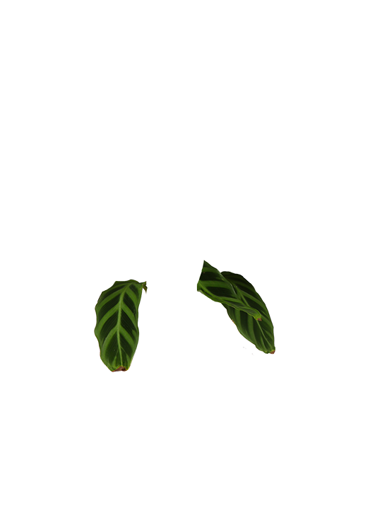 Calathea zebrina (Korbmarante) (S) | Olivia