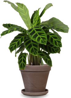 Calathea zebrina (Korbmarante) (S)
