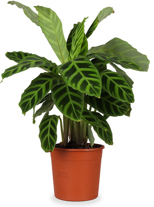 Calathea zebrina (Korbmarante) (S) | Olivia