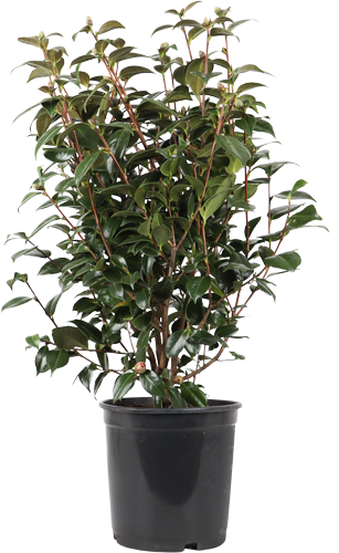 Camellia jap. "Black Lace" (Kamelie) (L)