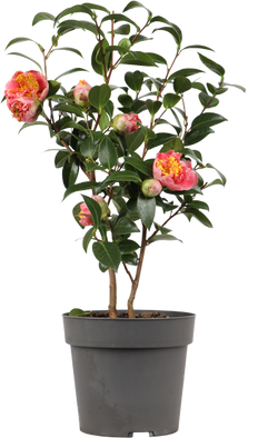 Camellia williamsii "volunteer" (Kamelie) (M)