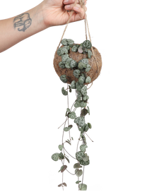 Ceropegia woodii (Leuchterblume) (S)